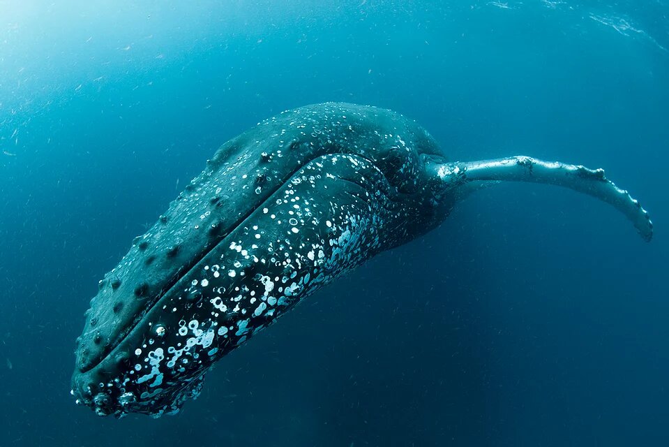 documentales sobre los océanos