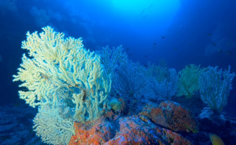 Investigadores del Instituto Español de Oceanografía encuentran plástico en peces a más de 1.000 metros de profundidad