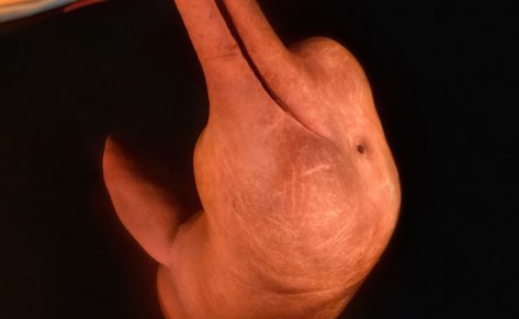 Elevador de embarcaciones Click & Go ¡No te quedes abajo!