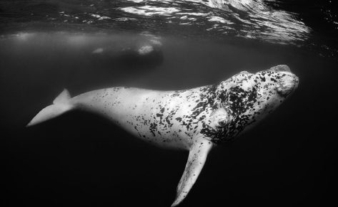 Chaqueta Salt Jacket  de Helly Hansen