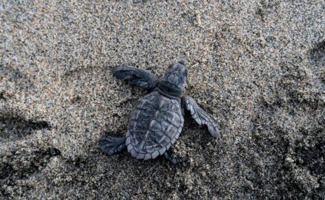 Tortugas Marinas: ¡una entre mil lo consigue!