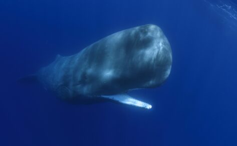 El lenguaje secreto de los cetáceos