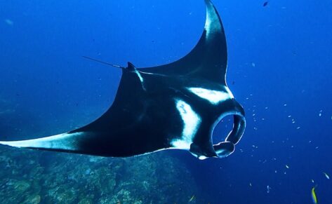 Manta del mediterráneo: un gigante vulnerable