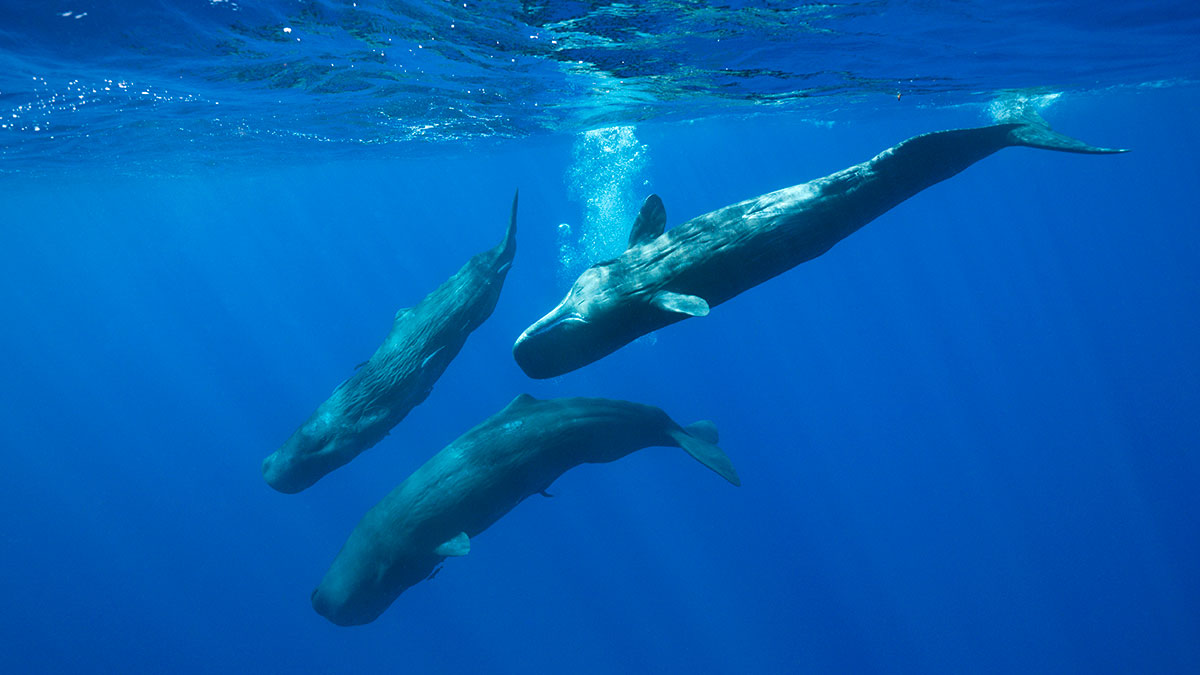 Detectados 48 cachalotes en el norte de Menorca que confirman la efectividad de la protección