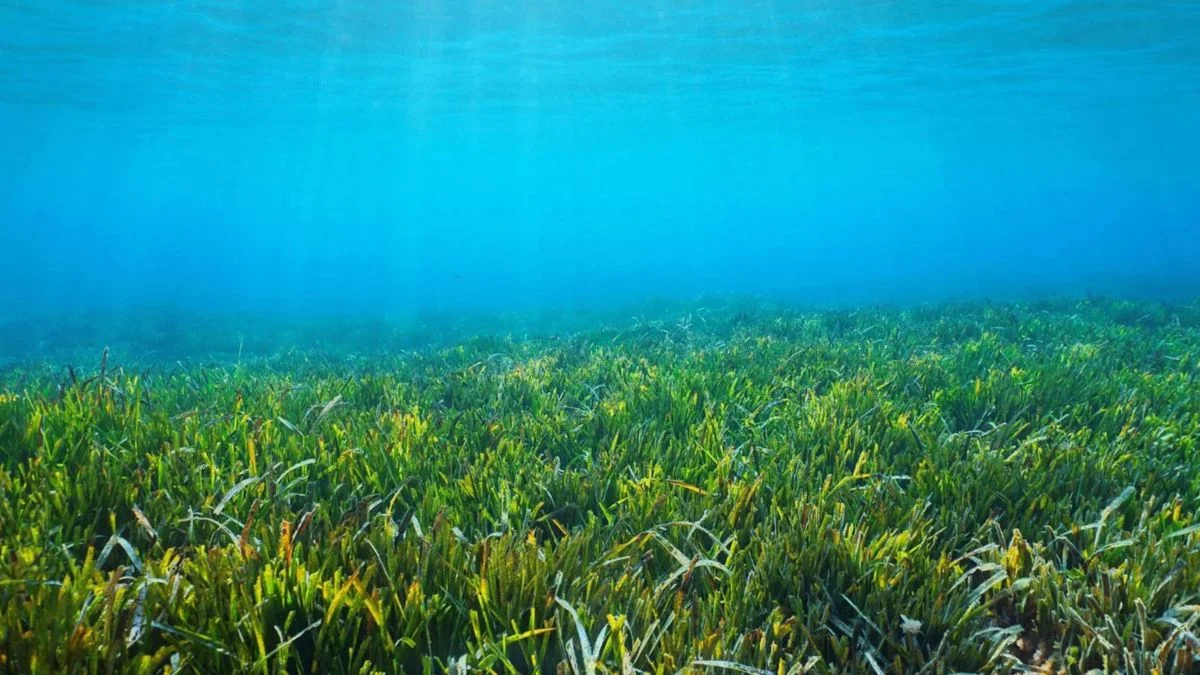 Adiós a las anclas: Andalucía instala 25 fondeos ecológicos para proteger la posidonia