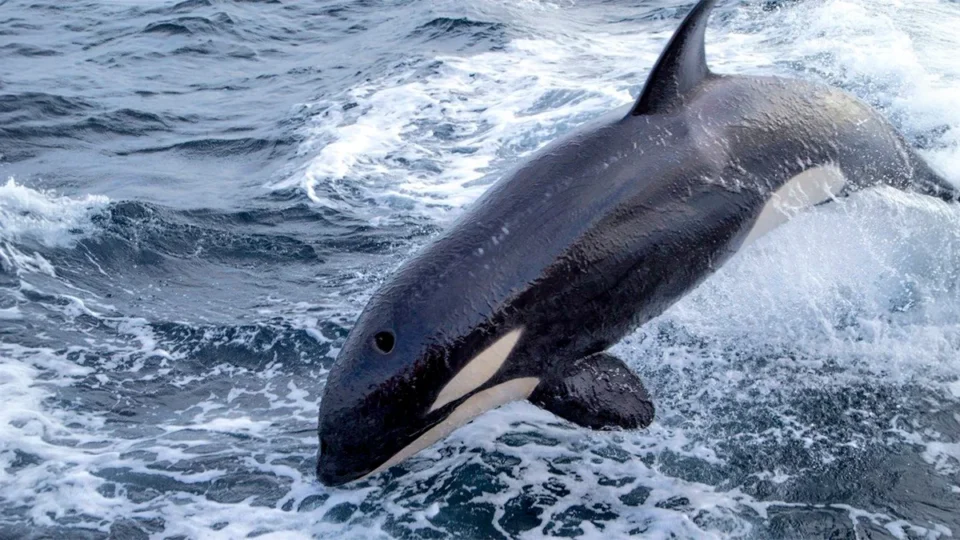 Caso abierto: todo sobre el barco bajo sospecha por los disparos a la orca Toñi